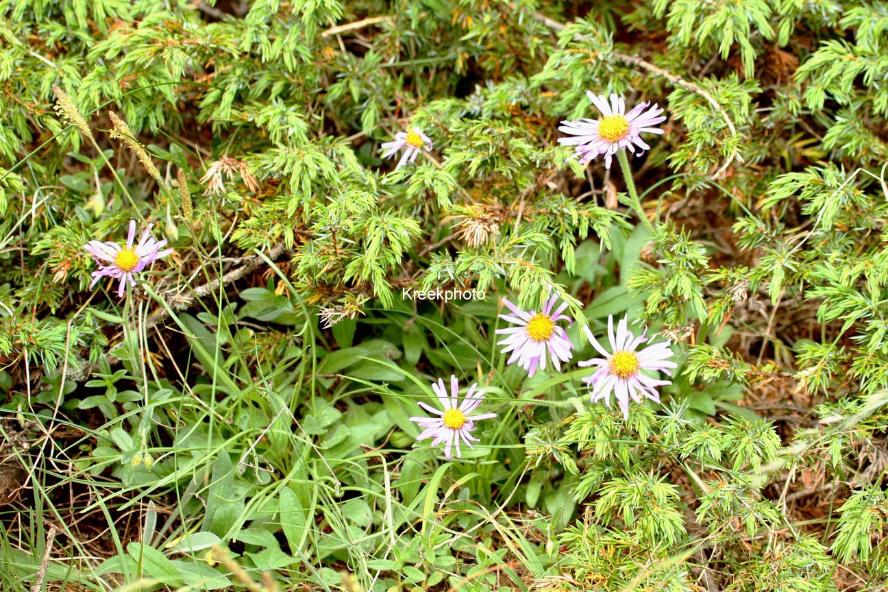 Aster alpinus