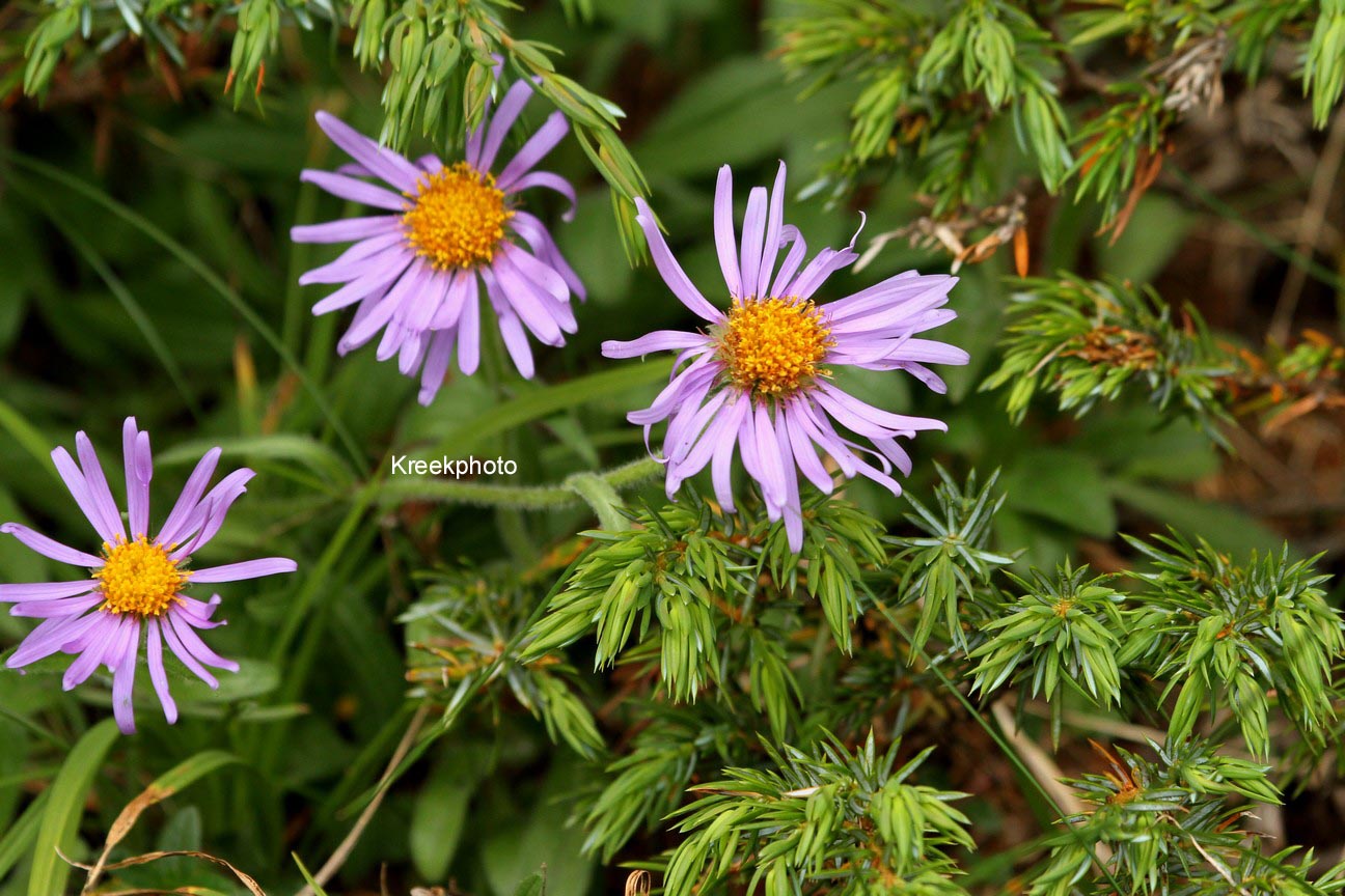 Aster alpinus