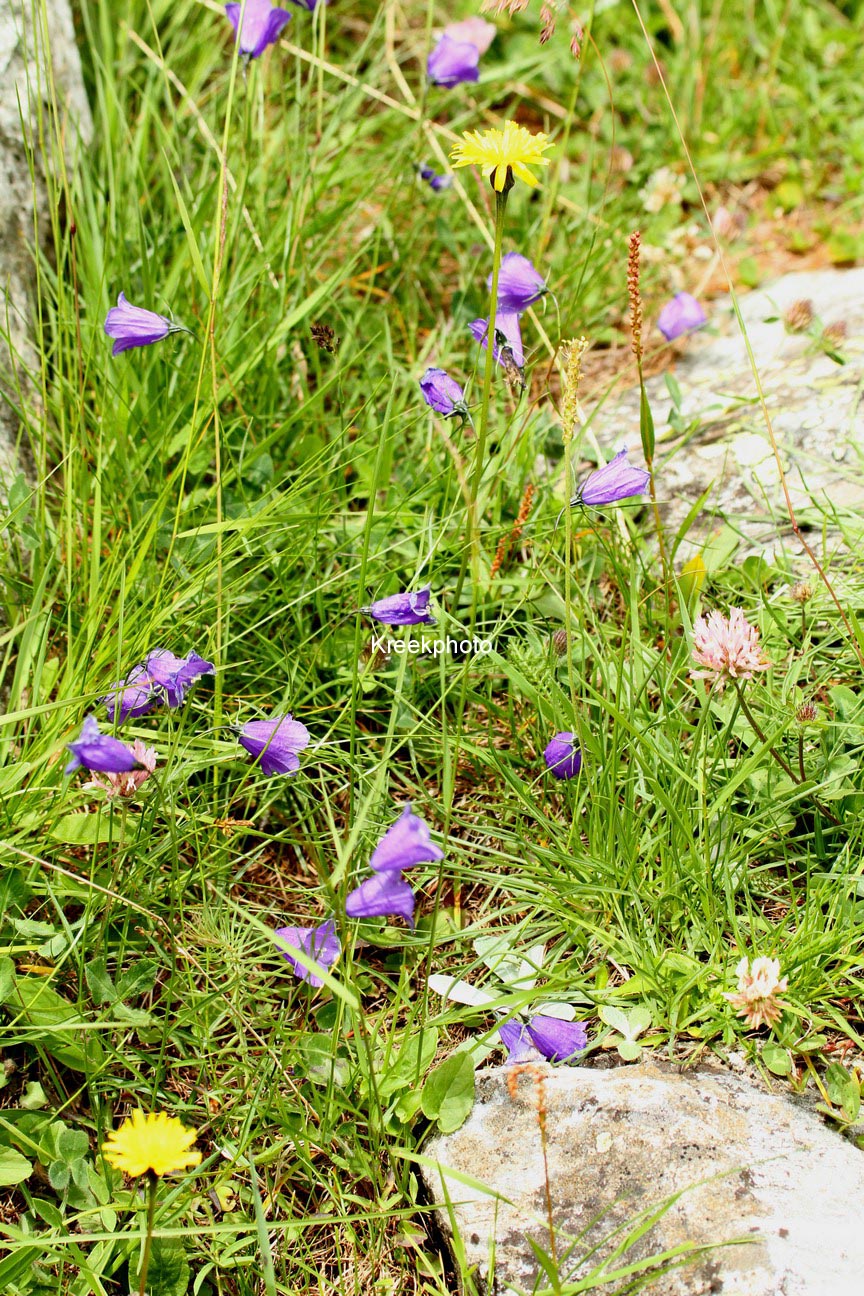 Campanula rotundifolia