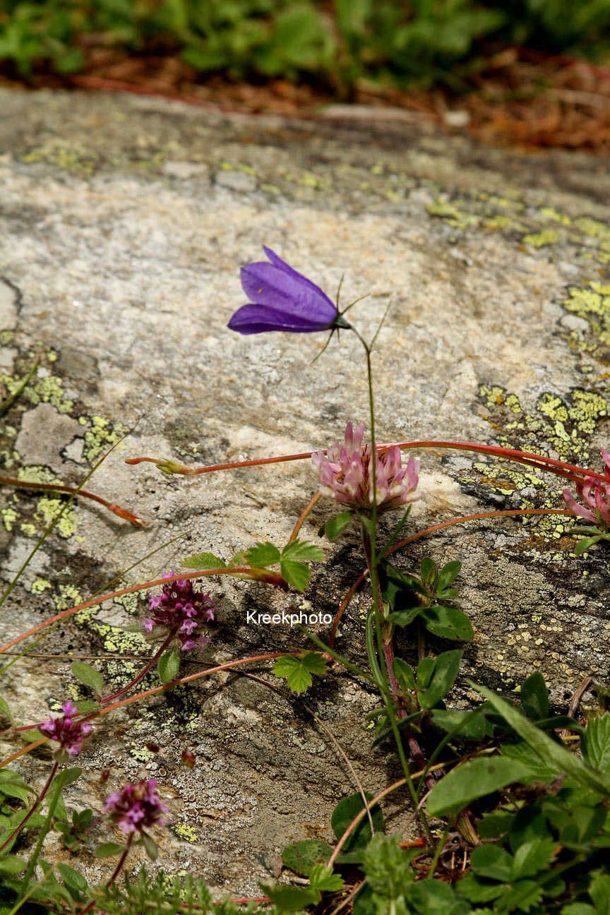 Campanula rotundifolia