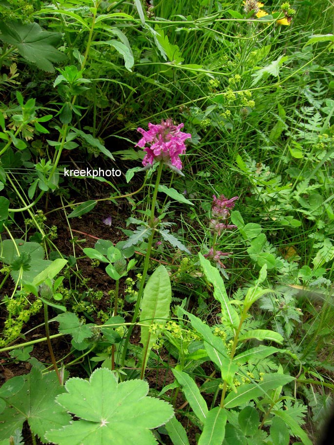 Stachys officinalis