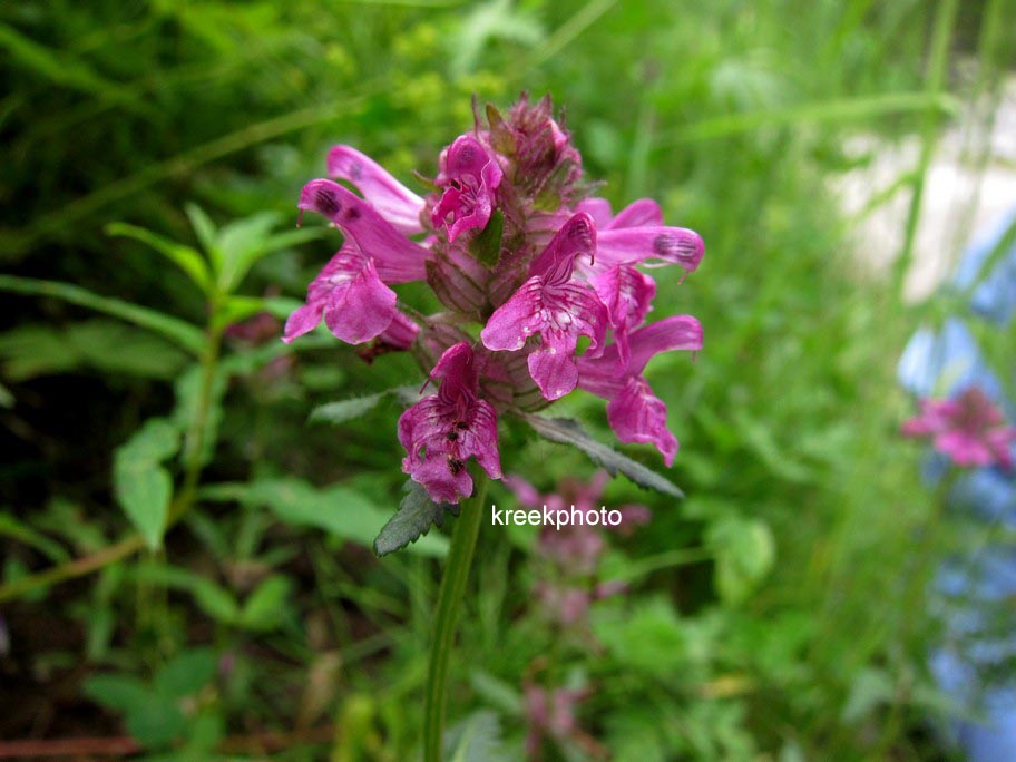 Stachys officinalis