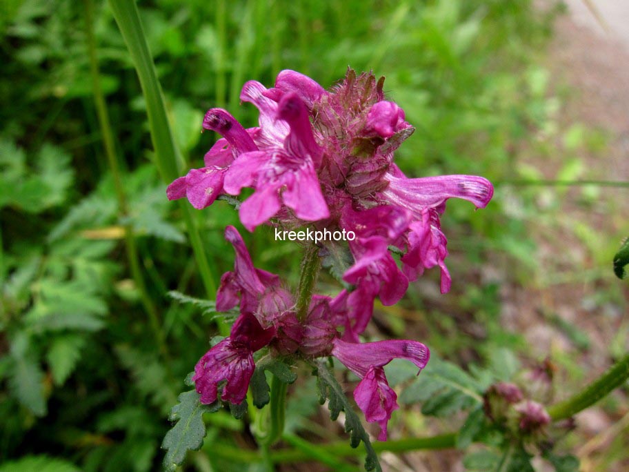 Stachys officinalis