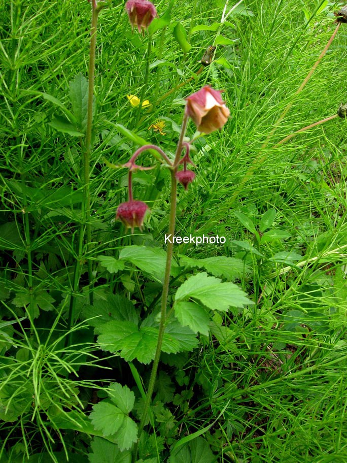 Geum rivale