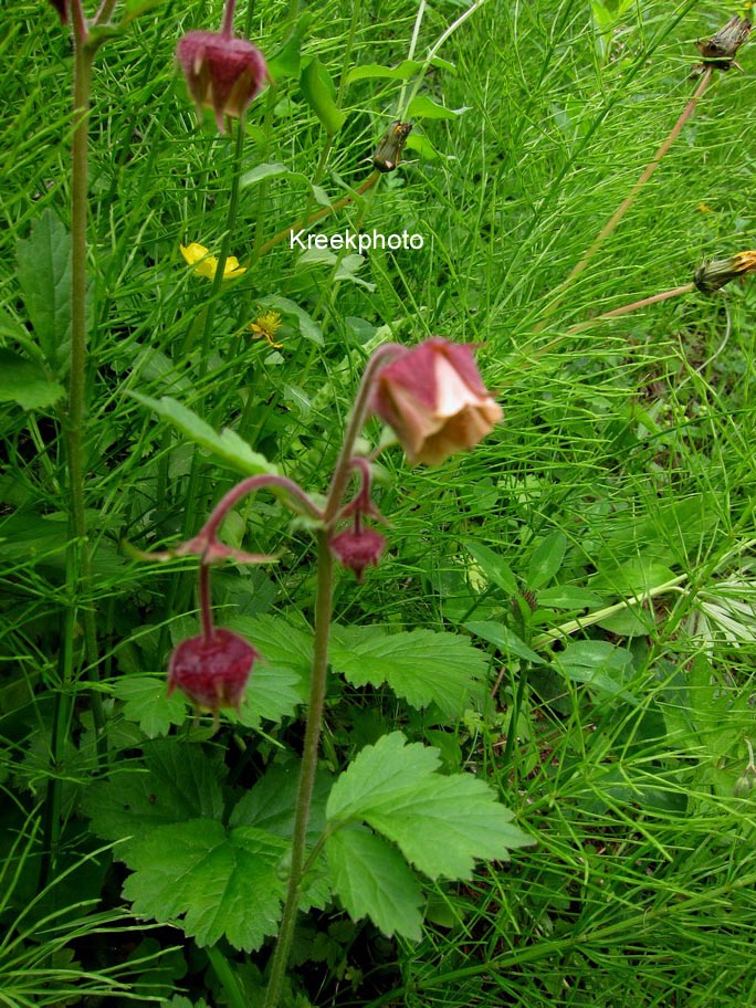 Geum rivale