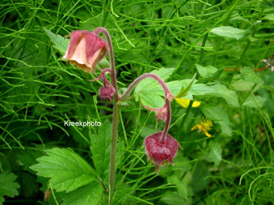 Geum rivale