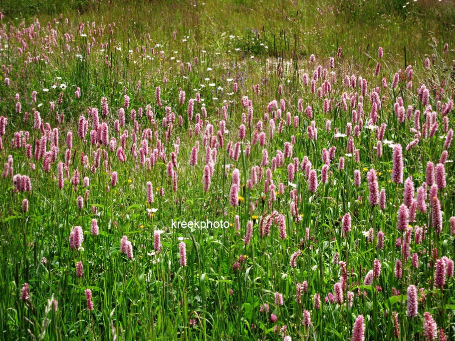 Persicaria bistorta