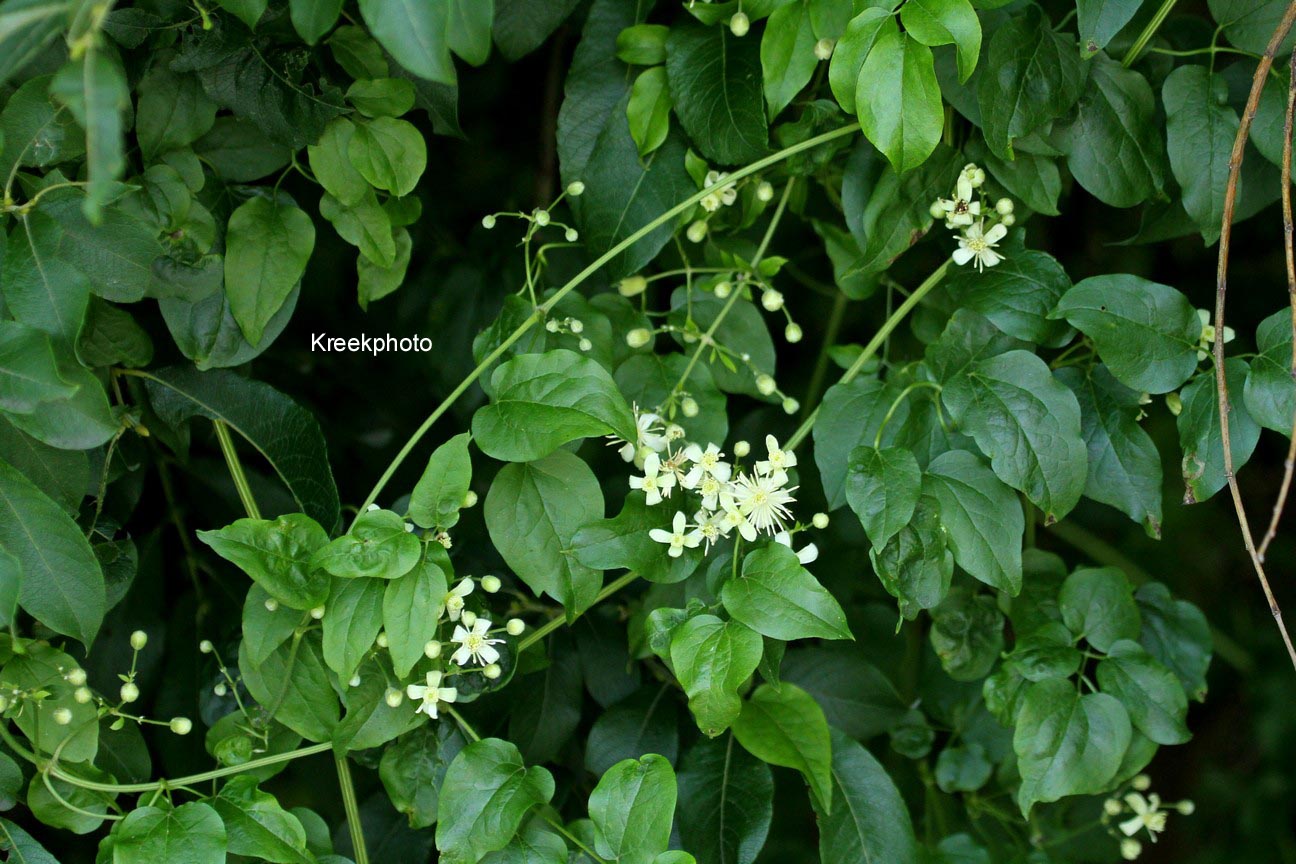 Clematis vitalba