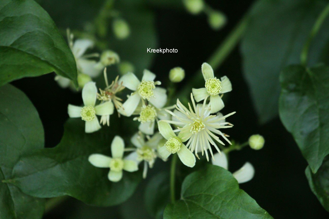 Clematis vitalba