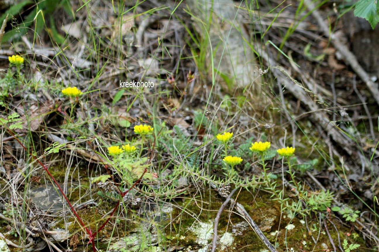 Sedum reflexum