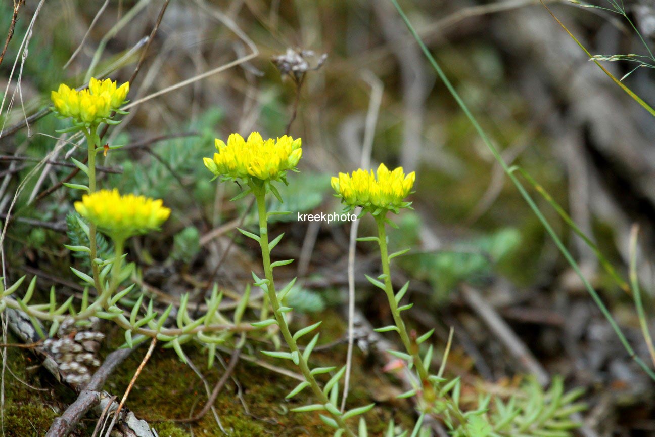 Sedum reflexum