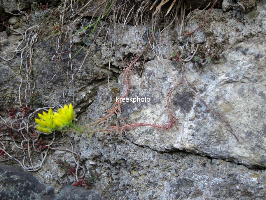 Sedum reflexum