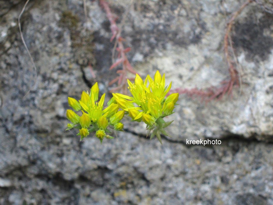 Sedum reflexum