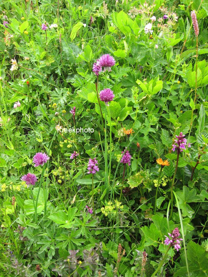 Allium sphaerocephalon