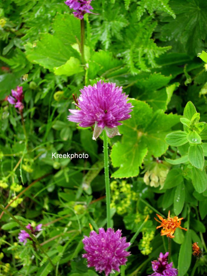 Allium sphaerocephalon