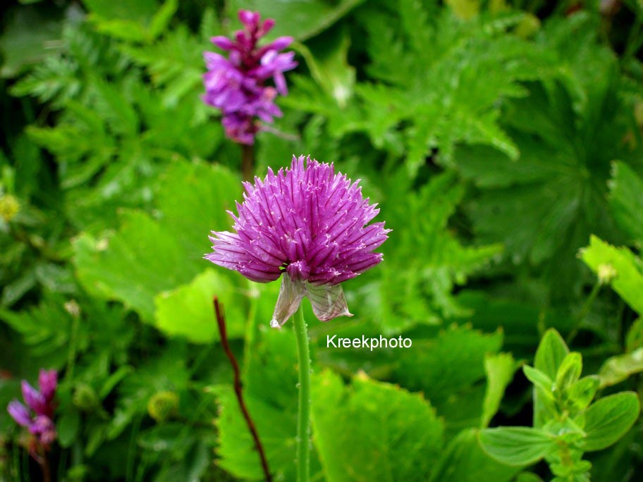 Allium sphaerocephalon