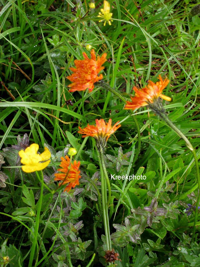 Hieracium aurantiacum