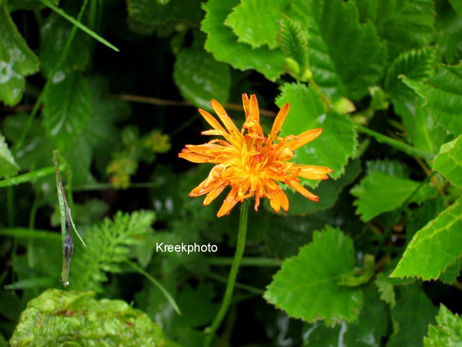 Hieracium aurantiacum