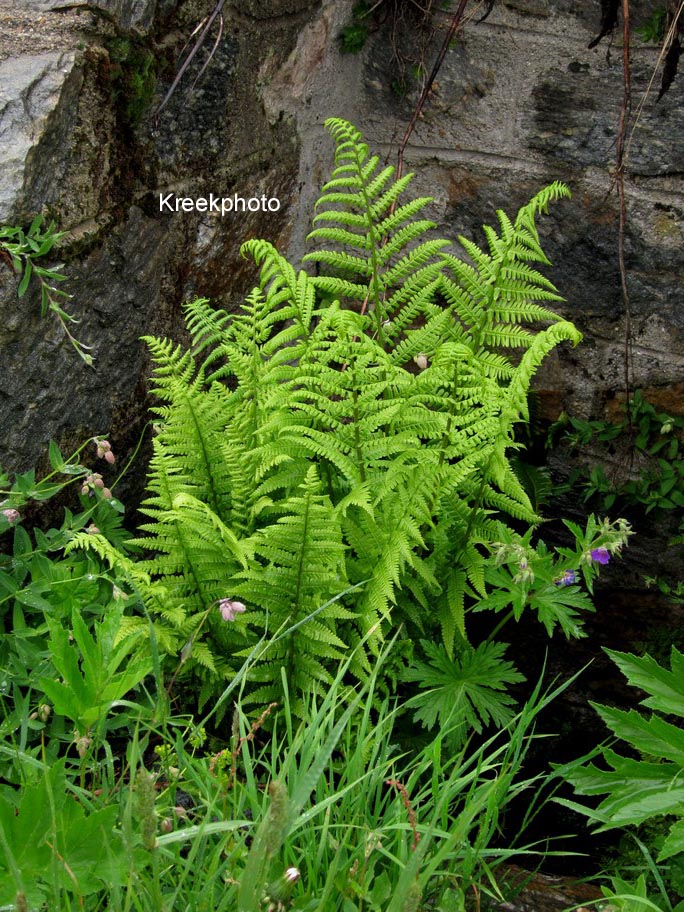 Dryopteris filix-mas