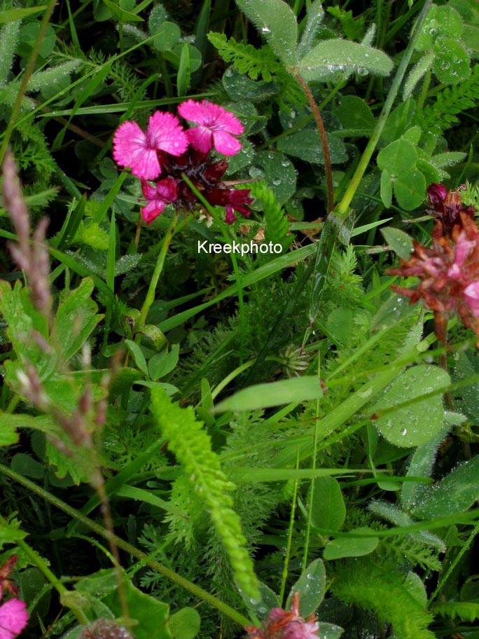 Dianthus carthusianorum