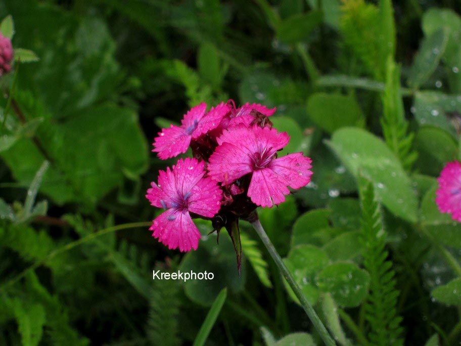 Dianthus carthusianorum