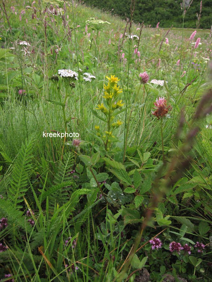 Solidago virgaurea