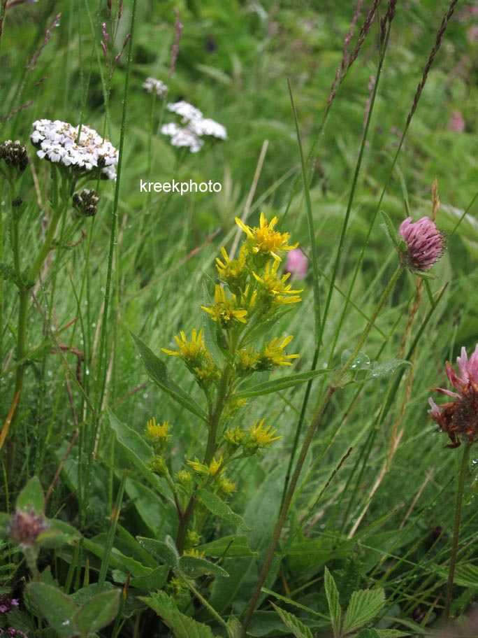 Solidago virgaurea