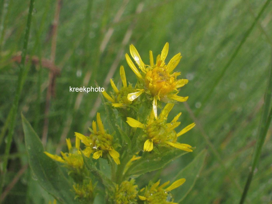 Solidago virgaurea