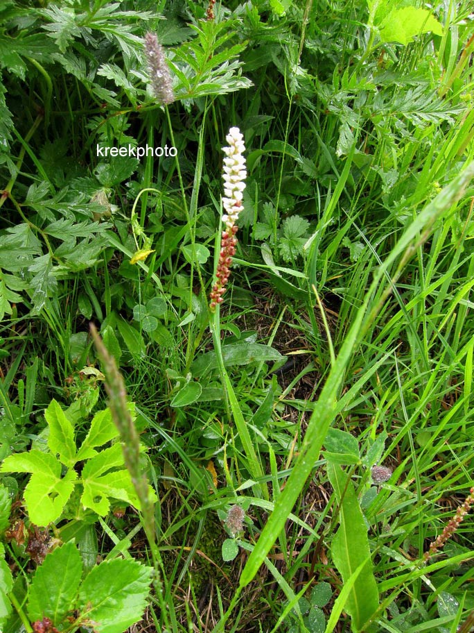 Persicaria vivipara