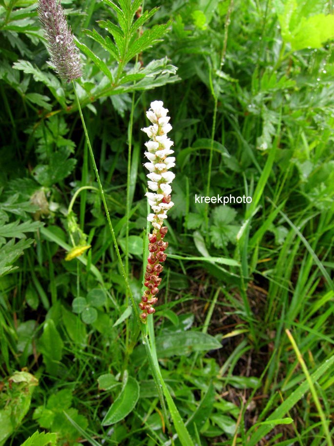 Persicaria vivipara