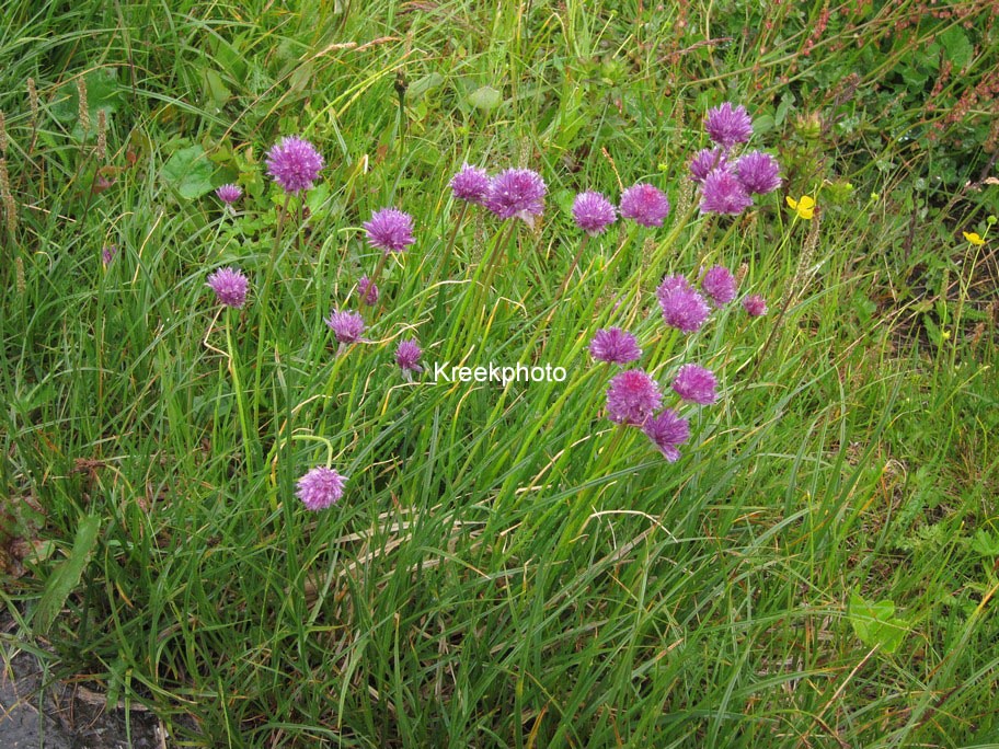 Allium sphaerocephalon