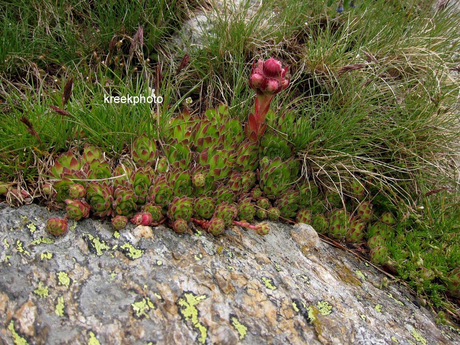 Sempervivum tectorum