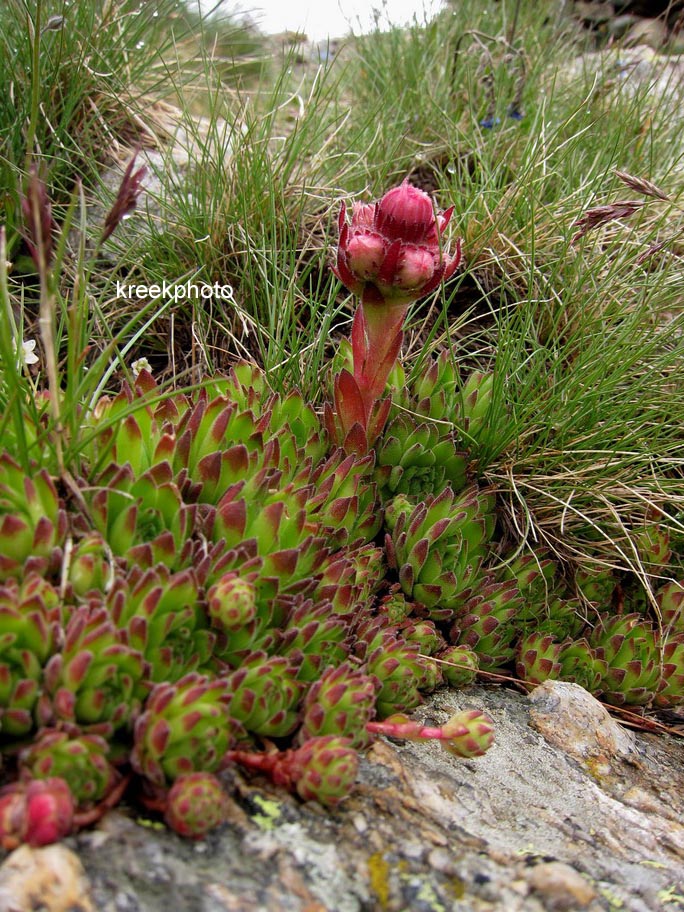 Sempervivum tectorum