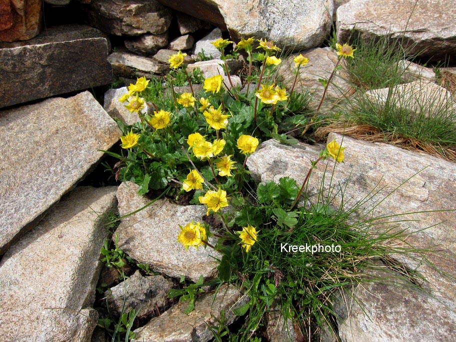 Geum montanum