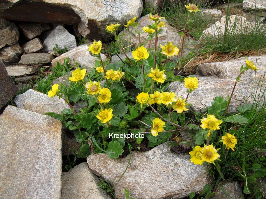 Geum montanum