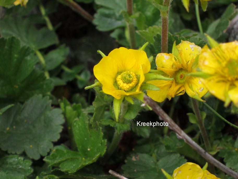 Geum montanum