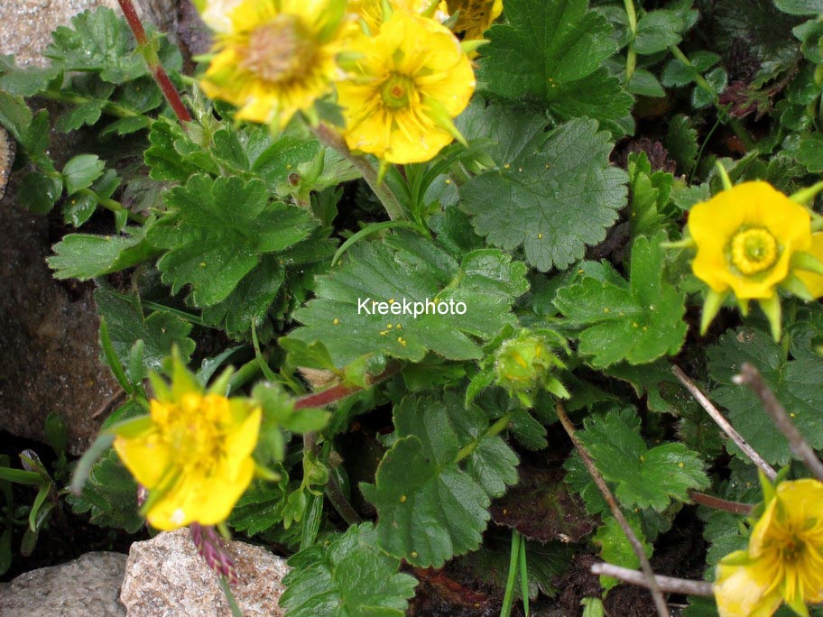 Geum montanum