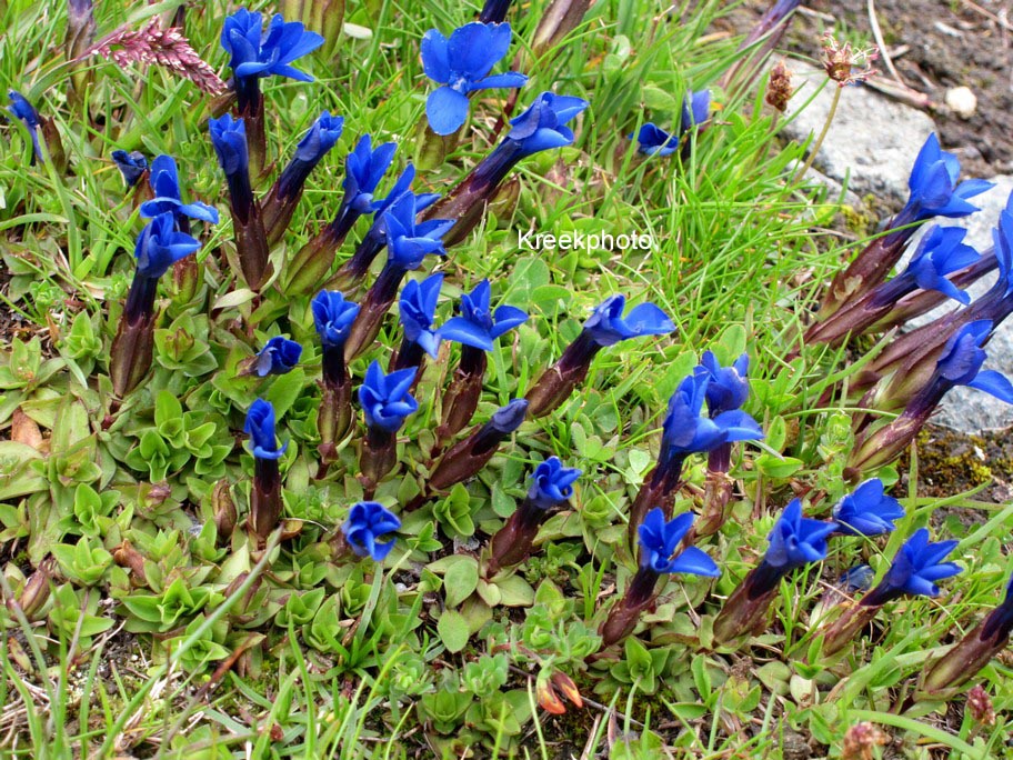 Gentiana verna