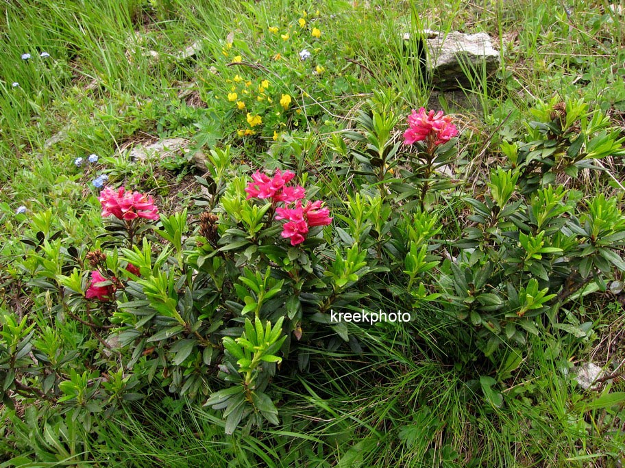 Rhododendron ferrugineum