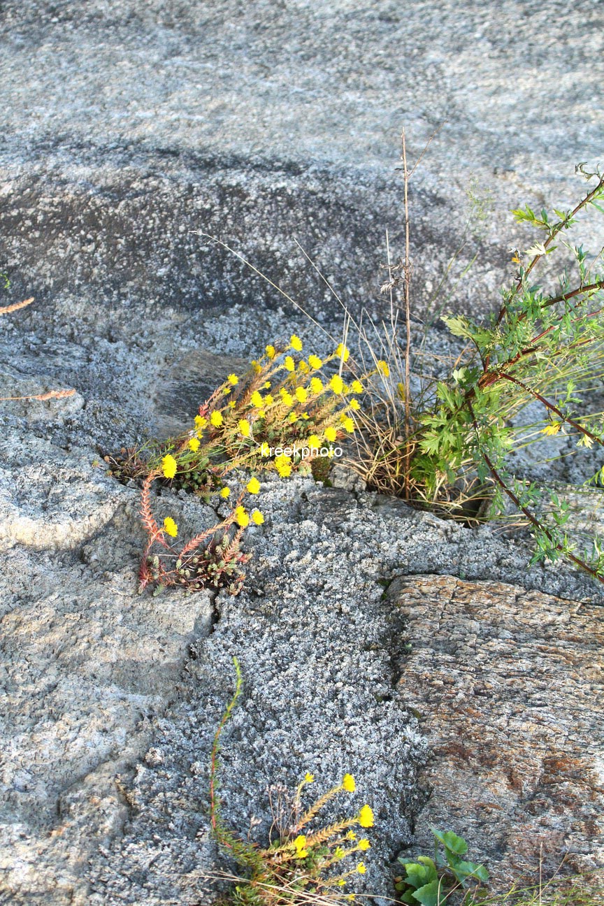 Sedum reflexum