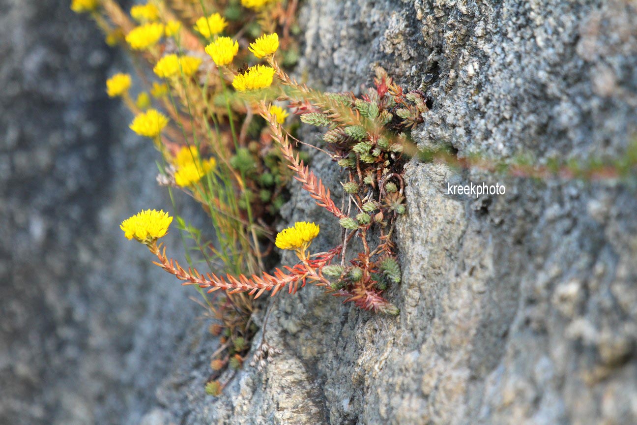 Sedum reflexum