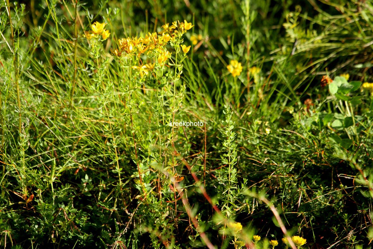 Hypericum perforatum