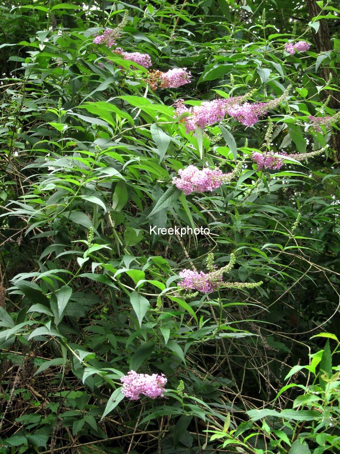Buddleja davidii