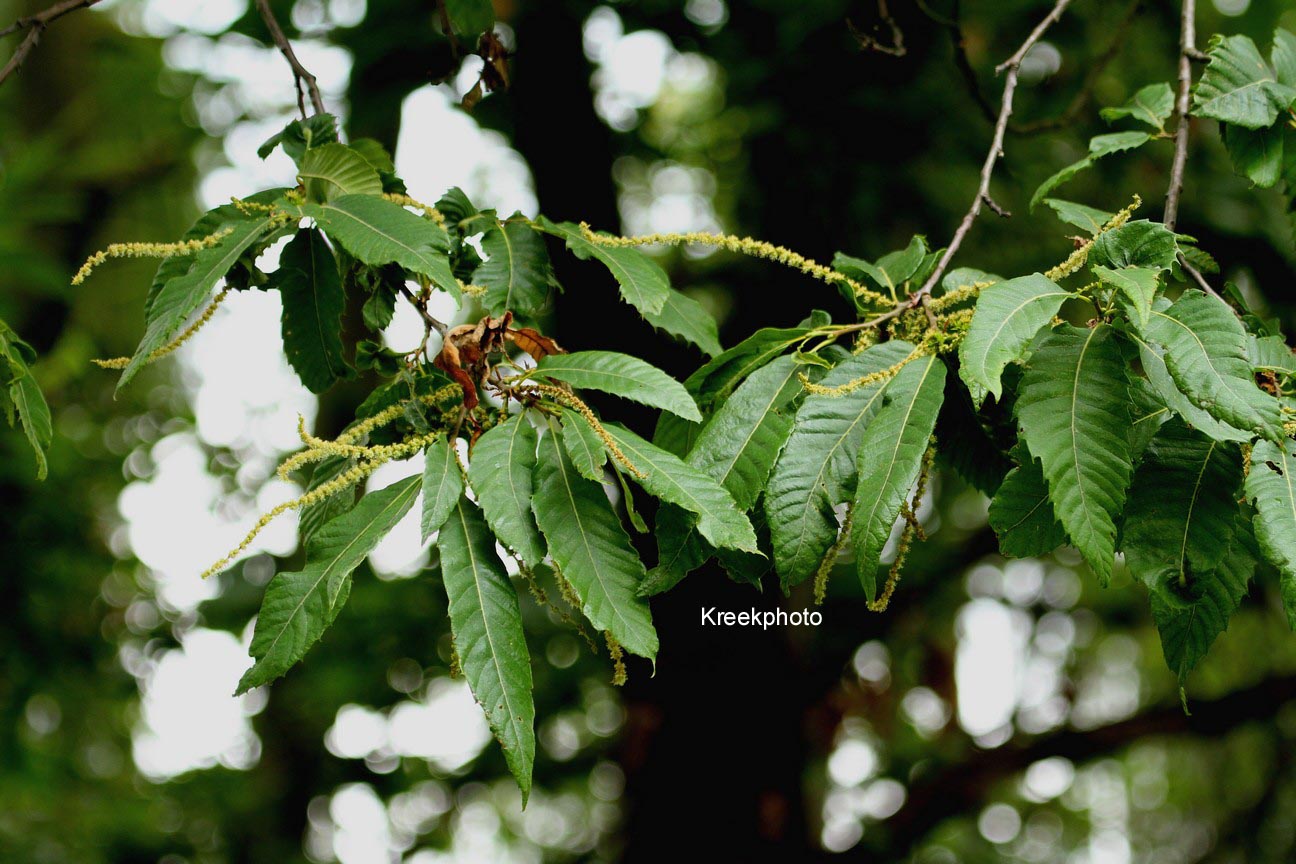 Castanea sativa