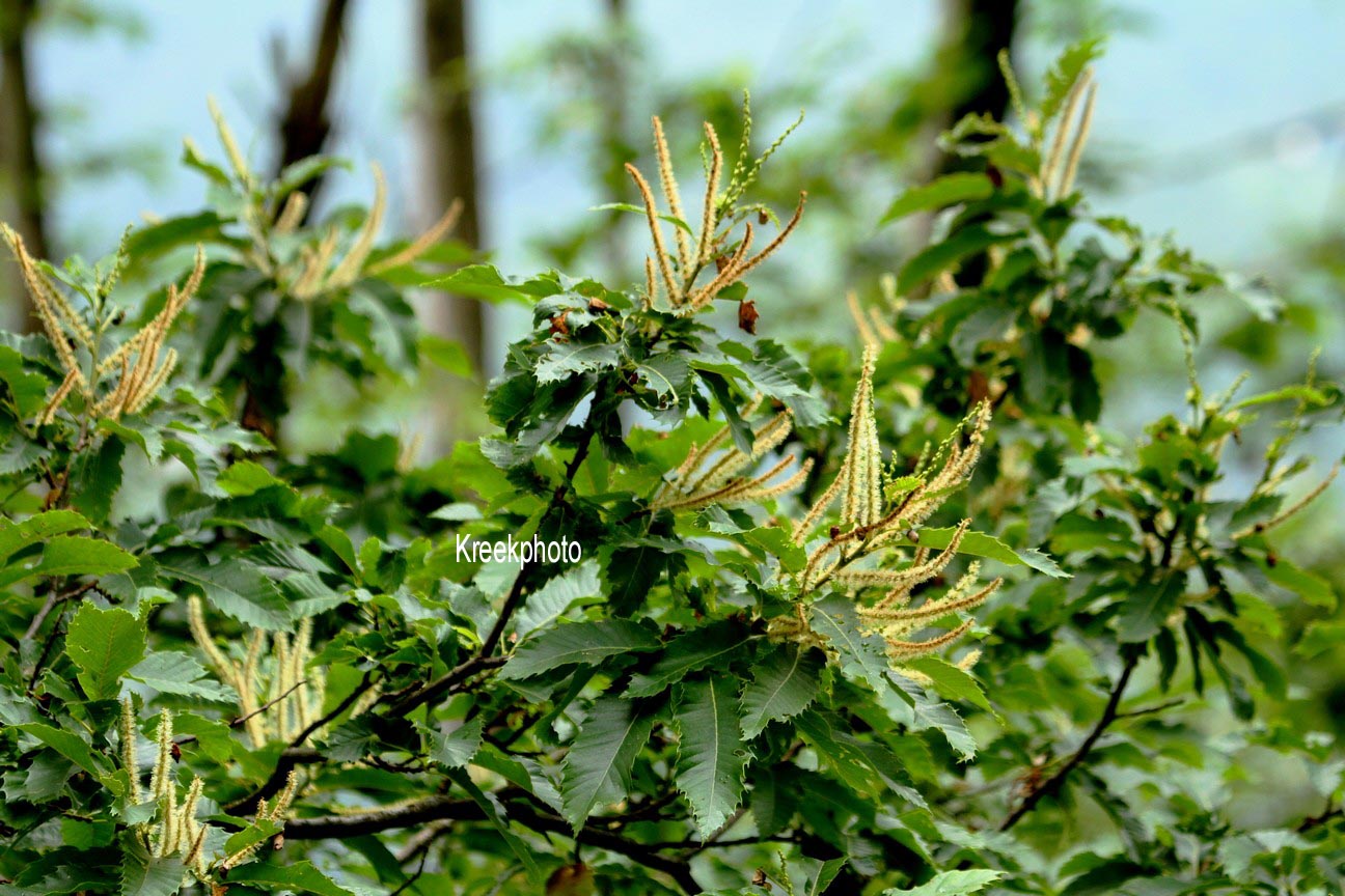 Castanea sativa