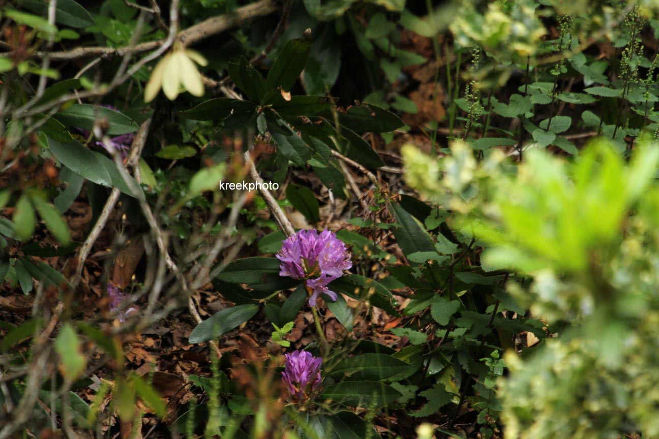 Rhododendron ponticum
