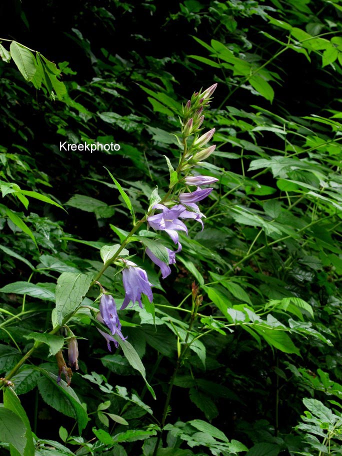 Campanula rapunculoides