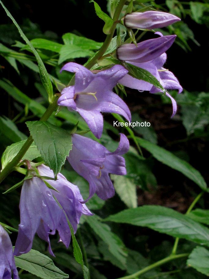 Campanula rapunculoides