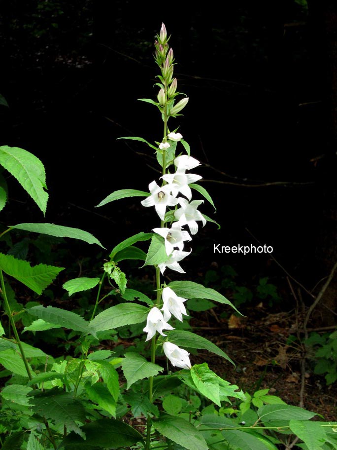 Campanula rapunculoides