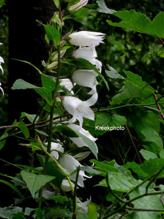 Campanula rapunculoides